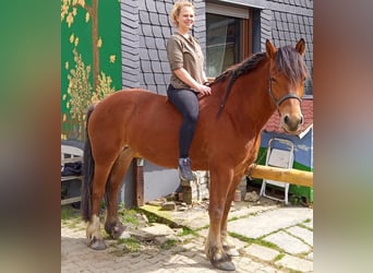 Freiberger, Mare, 7 years, 15.2 hh, Brown