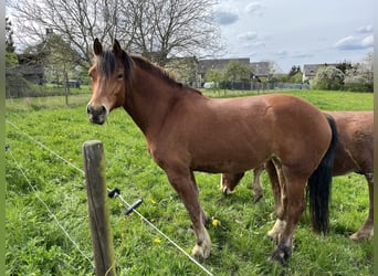 Freiberger, Mare, 7 years, 15.2 hh, Brown