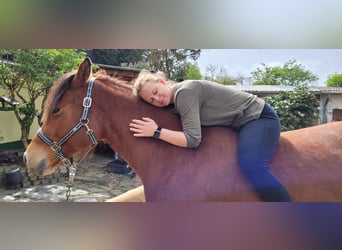 Freiberger, Mare, 7 years, 15.2 hh, Brown