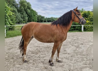 Freiberger, Mare, 7 years, 15.2 hh, Brown