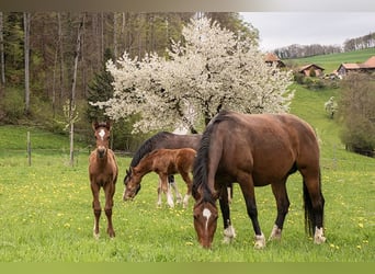 Freiberger, Mare, 7 years, 15.2 hh, Brown