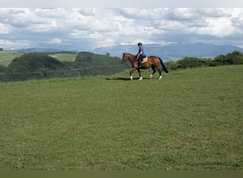 Freiberger, Mare, 7 years, 15.2 hh, Brown