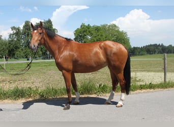 Freiberger, Mare, 7 years, 15.3 hh, Brown