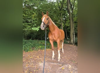 Freiberger, Mare, 7 years, 16 hh, Chestnut-Red