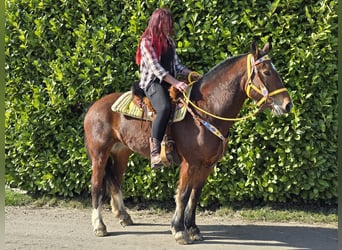 Freiberger, Mare, 8 years, 15.1 hh, Brown
