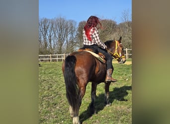 Freiberger, Mare, 8 years, 15.1 hh, Brown