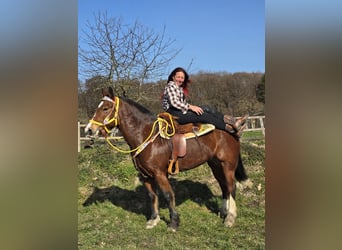 Freiberger, Mare, 8 years, 15.1 hh, Brown