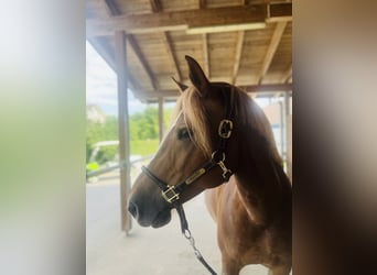 Freiberger, Mare, 8 years, 15,1 hh, Chestnut-Red