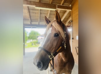 Freiberger, Mare, 8 years, 15,1 hh, Chestnut-Red