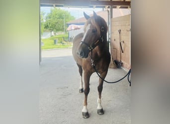 Freiberger, Mare, 8 years, 15,1 hh, Chestnut-Red