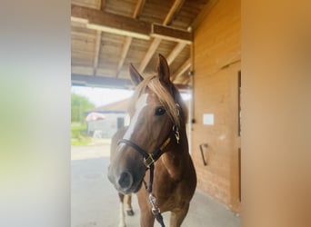 Freiberger, Mare, 8 years, 15,1 hh, Chestnut-Red