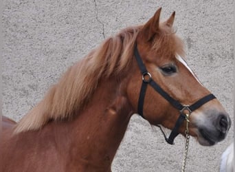 Freiberger Mix, Mare, 8 years, 15.1 hh, Chestnut-Red