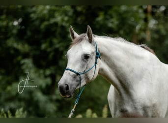 Freiberger, Mare, 8 years, 15.1 hh, Gray
