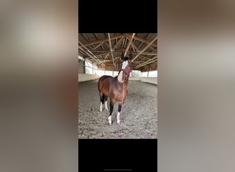 Freiberger, Mare, 8 years, 15,2 hh, Brown