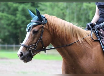 Freiberger, Mare, 8 years, 15.2 hh, Chestnut-Red