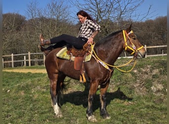 Freiberger, Mare, 8 years, 15,1 hh, Brown