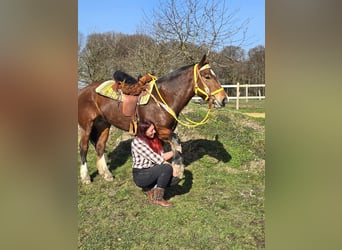 Freiberger, Mare, 8 years, 15,1 hh, Brown