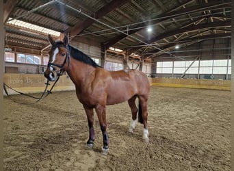 Freiberger, Mare, 8 years, Brown