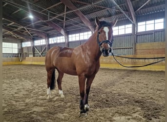 Freiberger, Mare, 8 years, Brown