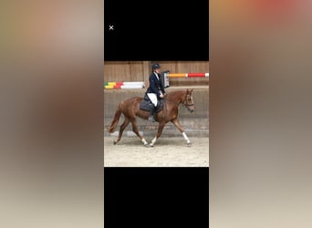 Freiberger, Mare, 9 years, 15,1 hh, Chestnut-Red