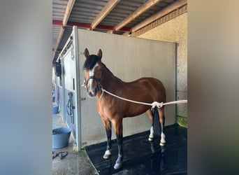 Freiberger, Mare, 9 years, 15 hh, Brown