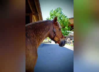 Freiberger, Mare, 9 years, 15,1 hh, Chestnut-Red
