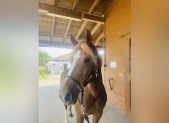 Freiberger, Mare, 9 years, 15,1 hh, Chestnut-Red