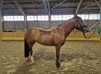 Freiberger, Mare, 9 years, Brown