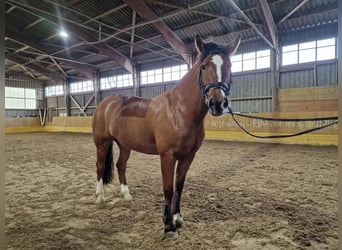 Freiberger, Mare, 9 years, Brown