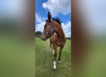Freiberger, Mare, Foal (03/2023), 14.2 hh, Brown-Light