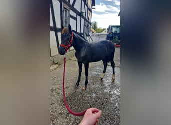 Freiberger, Stute, Fohlen (03/2024), 15,1 hh, Rappe