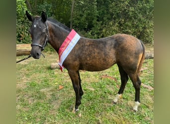 Freiberger, Mare, Foal (03/2024), 15,1 hh, Black