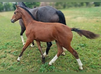 Freiberger, Mare, Foal (03/2026), 15.1 hh, Brown