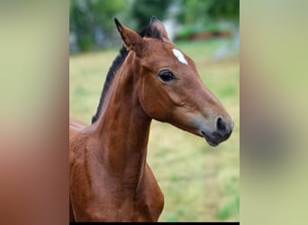 Freiberger, Mare, Foal (03/2026), 15.1 hh, Brown
