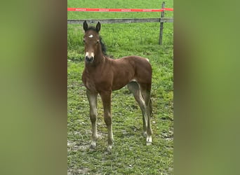 Freiberger, Mare, Foal (01/2025), 15,1 hh, Chestnut-Red