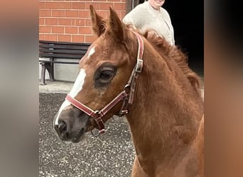 Freiberger, Mare, , 15,1 hh, Chestnut-Red