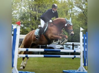 Freiberger, Mare, , 15,1 hh, Chestnut-Red