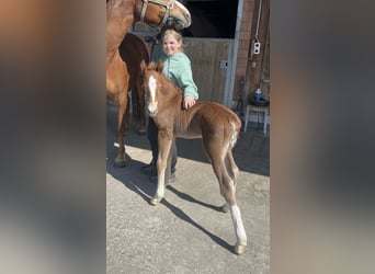 Freiberger, Mare, , 15,1 hh, Chestnut-Red