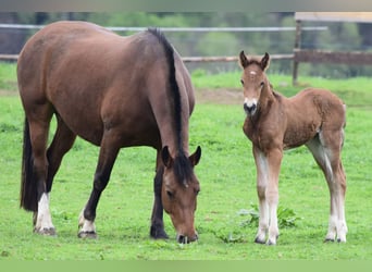 Freiberger, Mare, Foal (04/2025), 15,2 hh, Brown