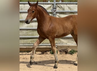 Freiberger, Mare, Foal (04/2025), 15,2 hh, Brown