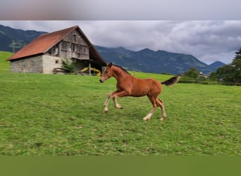 Freiberger, Mare, Foal (04/2025), Brown
