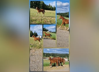 Freiberger, Mare, , Brown