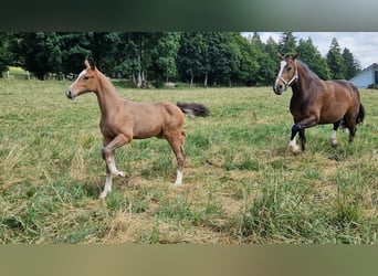 Freiberger, Mare, , Brown