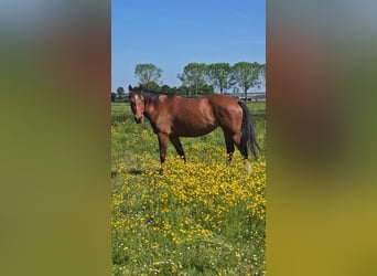 Freiberger, Merrie, 10 Jaar, 155 cm, Bruin