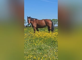 Freiberger, Merrie, 10 Jaar, 155 cm, Bruin