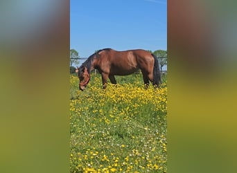 Freiberger, Merrie, 10 Jaar, 155 cm, Bruin
