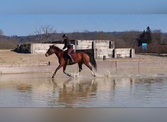Freiberger, Merrie, 10 Jaar, 155 cm, Bruin