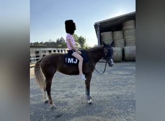 Freiberger, Merrie, 10 Jaar, 168 cm, Vos