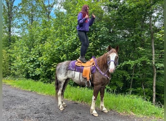 Freiberger, Merrie, 11 Jaar, 159 cm, Gevlekt-paard