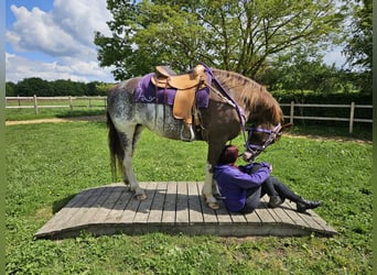 Freiberger, Merrie, 11 Jaar, 159 cm, Gevlekt-paard